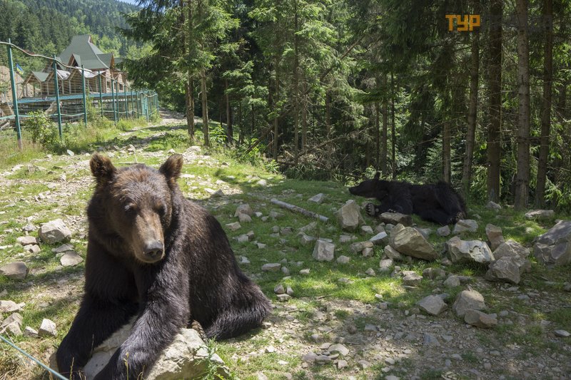Центр реабилитации бурых медведей в Закарпатье